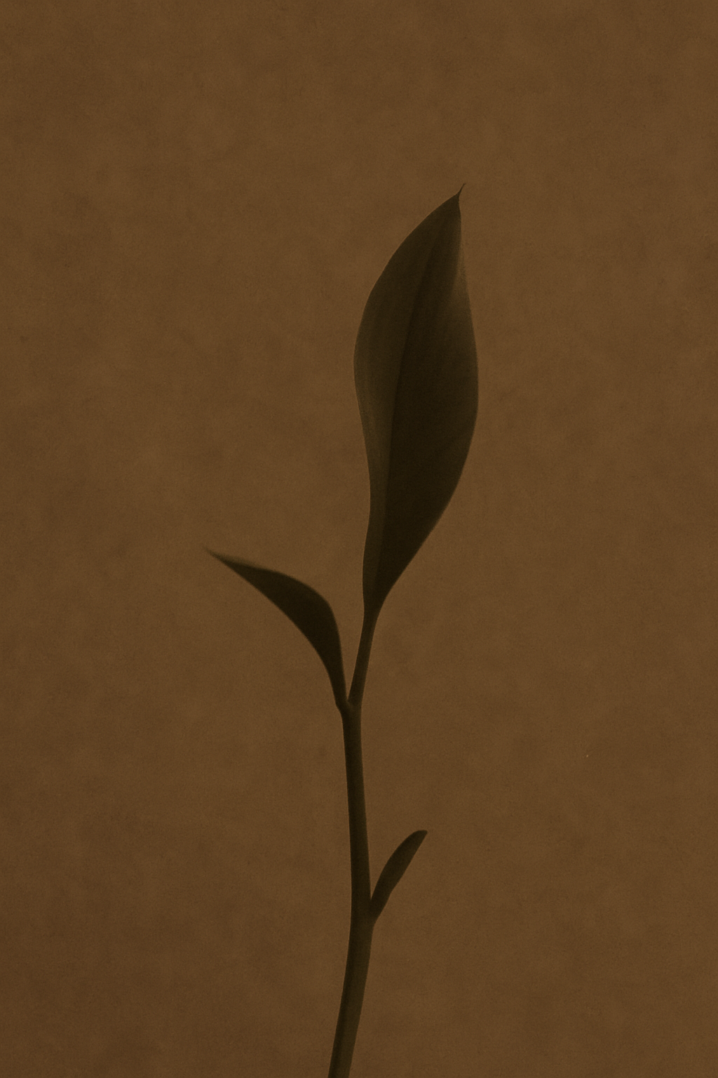 ON BECOMING | Soft Notes by Soft Top Co.